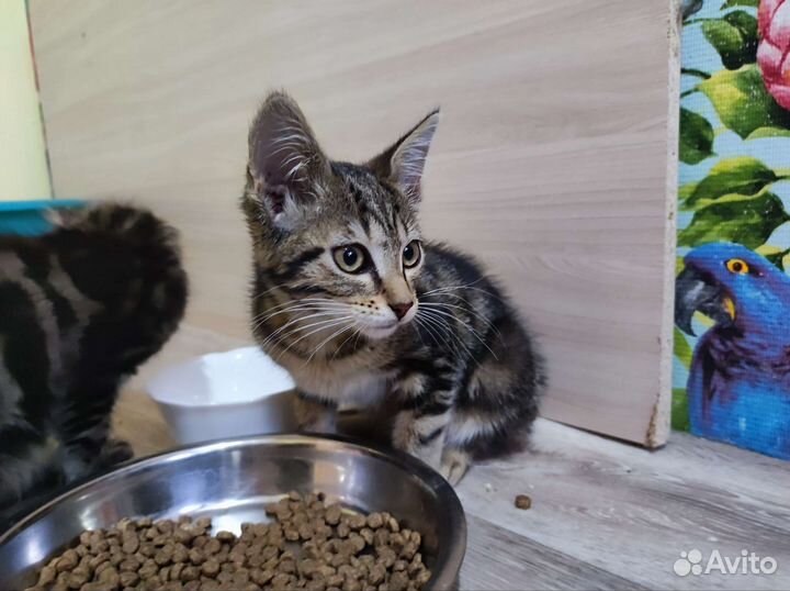 Котята бесплатно