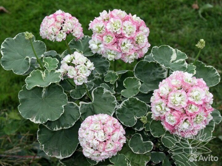 Пеларгония Uaito Ringu