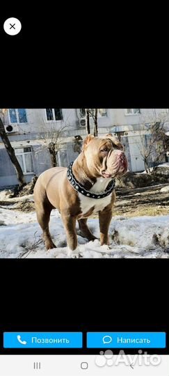 Чудо щенок американский булли