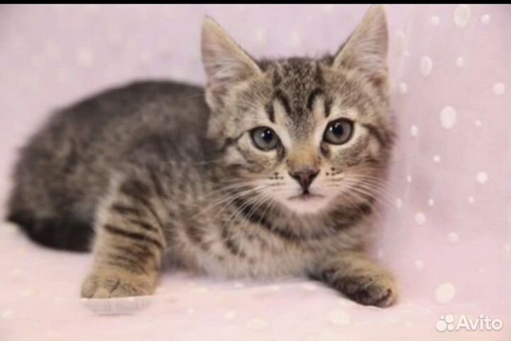 Полосатые котята