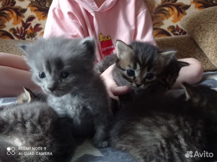 Шотландская кошка