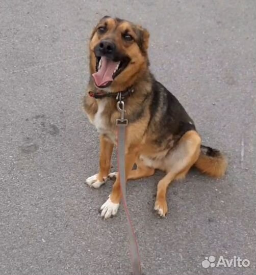 Собака в добрые руки