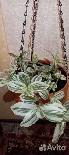 Традесканция альбифлора в кашпо