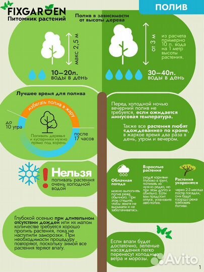 Сирень обыкновенная Высота от 25см