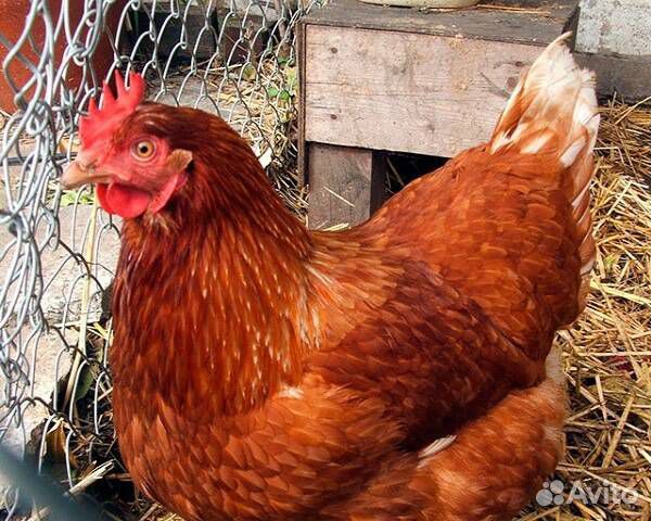 Продаются молодоки кур Корал Ник, Кубанские красна