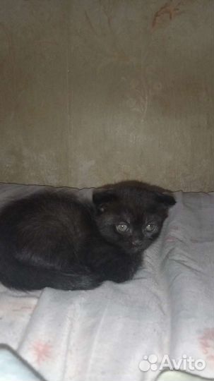 Вислоухие котята