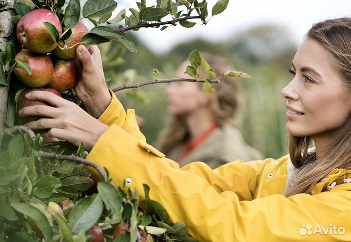 Разнорабочие с ежедневной оплатой вахта сбор яблок