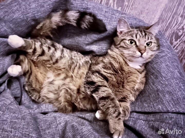 Кошечка Саша 1г, стерилизована