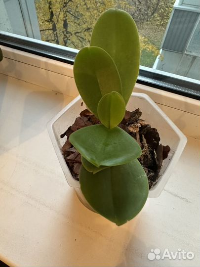 Орхидея фаленопсис