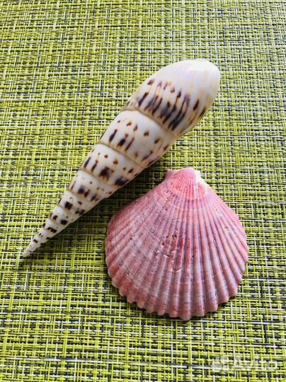 Морские ракушки раковины