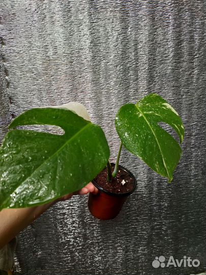 Монстера вар, Сингониум, Филодендроны