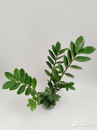 Замиокулькас 67 см