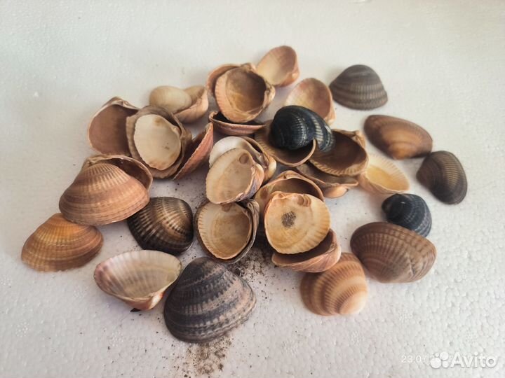 Ракушки с моря