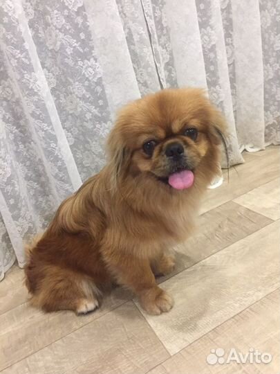 Вязка пекинес