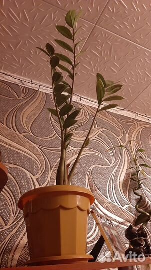 Замиокулькас