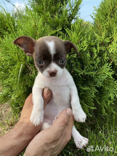 Щенки чихуахуа яркие мальчики