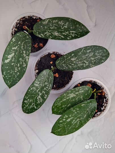 Хойя новинка sp Hon Thom splash