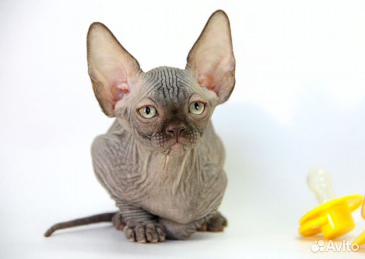 Голди - ценный друг для семьи)