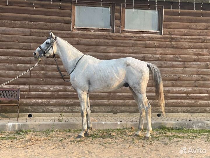 Терский жеребец