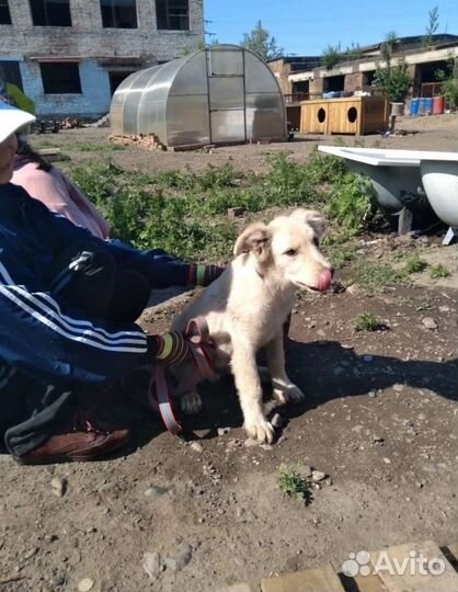 Щенок в добрые руки