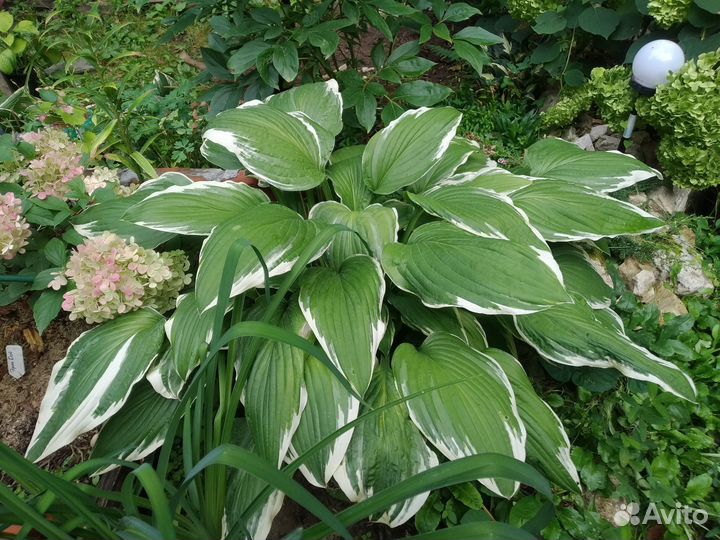 Хоста Моерхейм