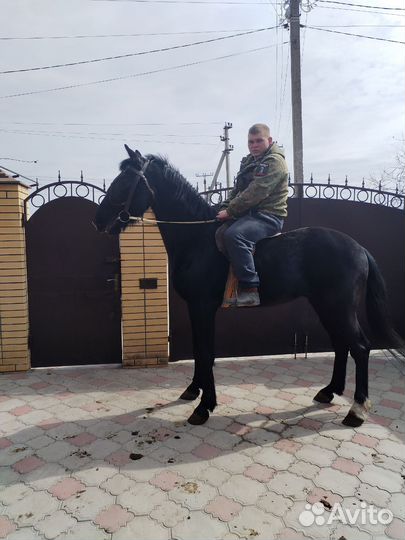 Орловский жеребец