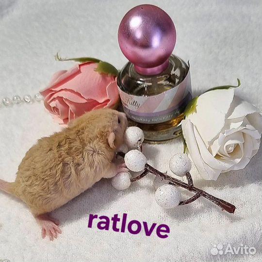 Крысята дамбо девочка фавн рекс