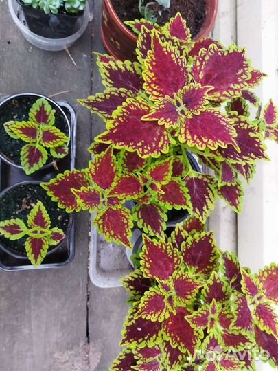 Колеус,глоксиния,рэо,бегонии,драцены,толстянка, др