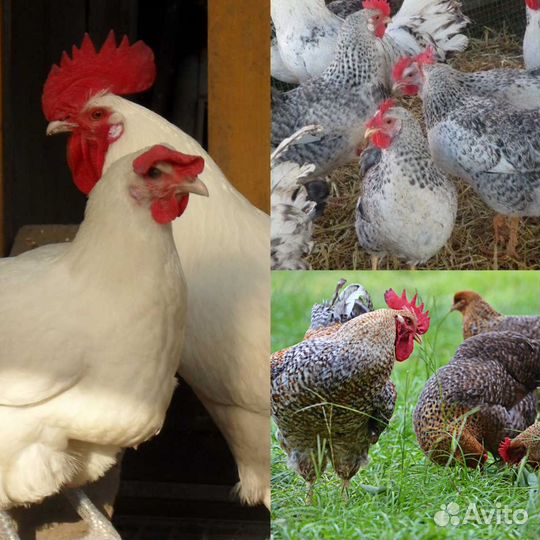 Породная птица (яйцо, цыплята): европейские линии