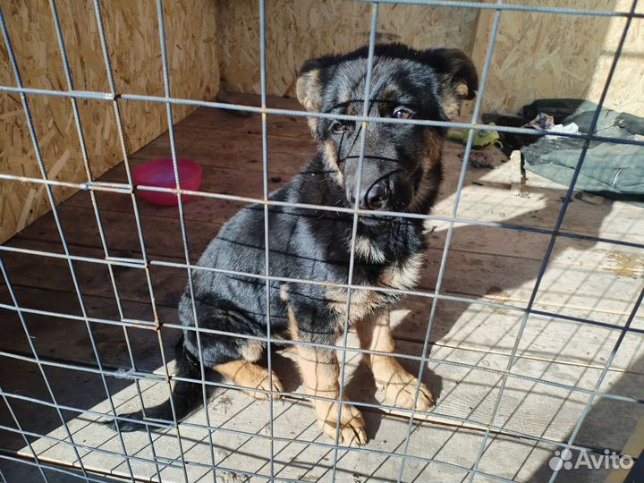 Немецкая овчарка