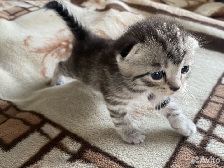 Продаются шотландские котята