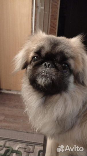 Вязка пекинес