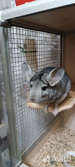 Шиншилла (девочка)