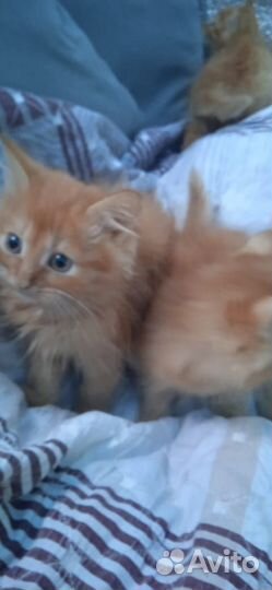 Много рыжих пушистых котят в дар 1,5 мес