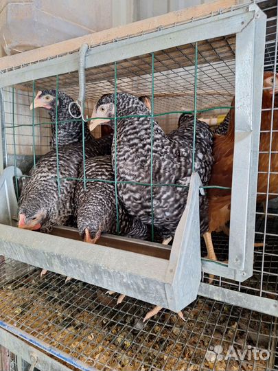 Куры молодки Яичного направления
