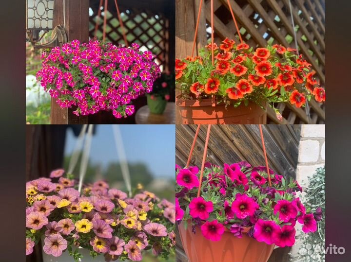 Вегетативная петуния