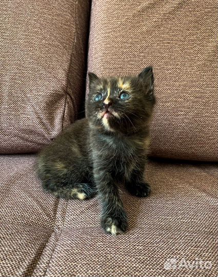 Котята в добрые руки даром