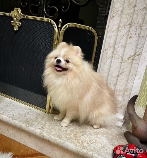 Шпиц мишка крем