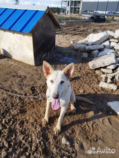 Собака ответственному хозяину