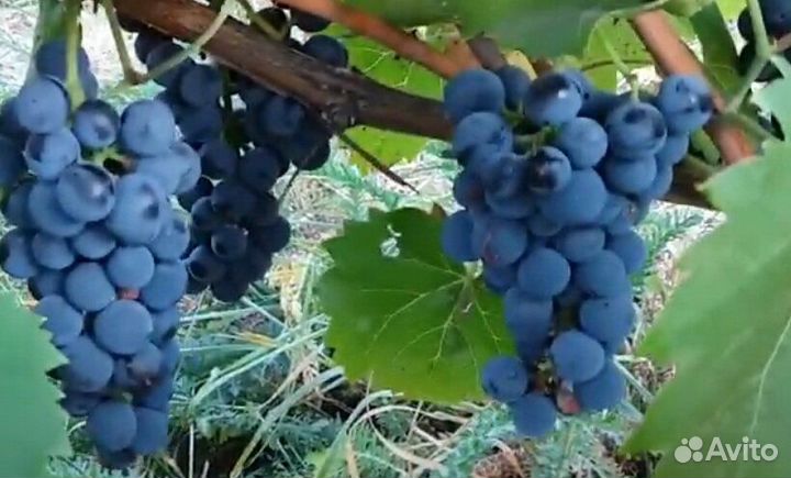 Черенки винограда 
