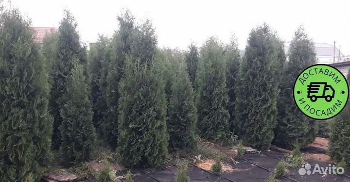 Туя Колумна