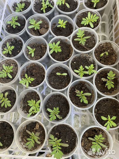 Рассада бархатцев