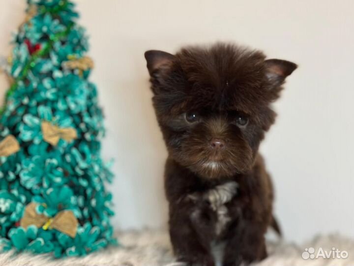 Супермини шоколад