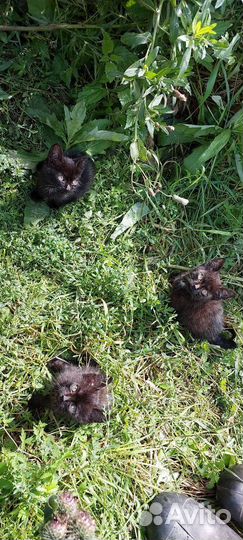 Котята в добрые руки бесплатно кошка кот котики