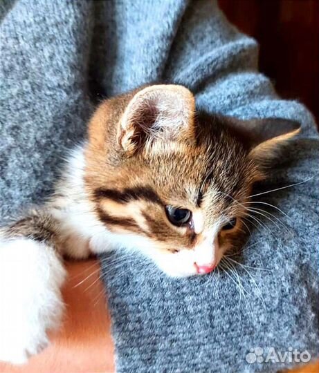 Котёнок 2,5 месяца