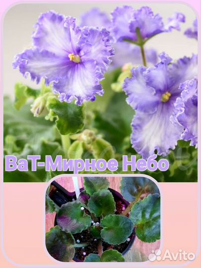 Сортовые фиалки