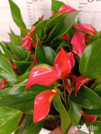 Антуриум карликовый Триллион Ред