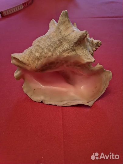 Ракушка океаническая