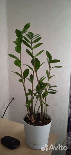 Замиокулькас