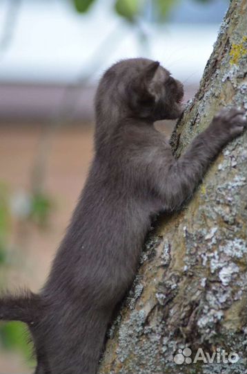 Ориентальные малыши